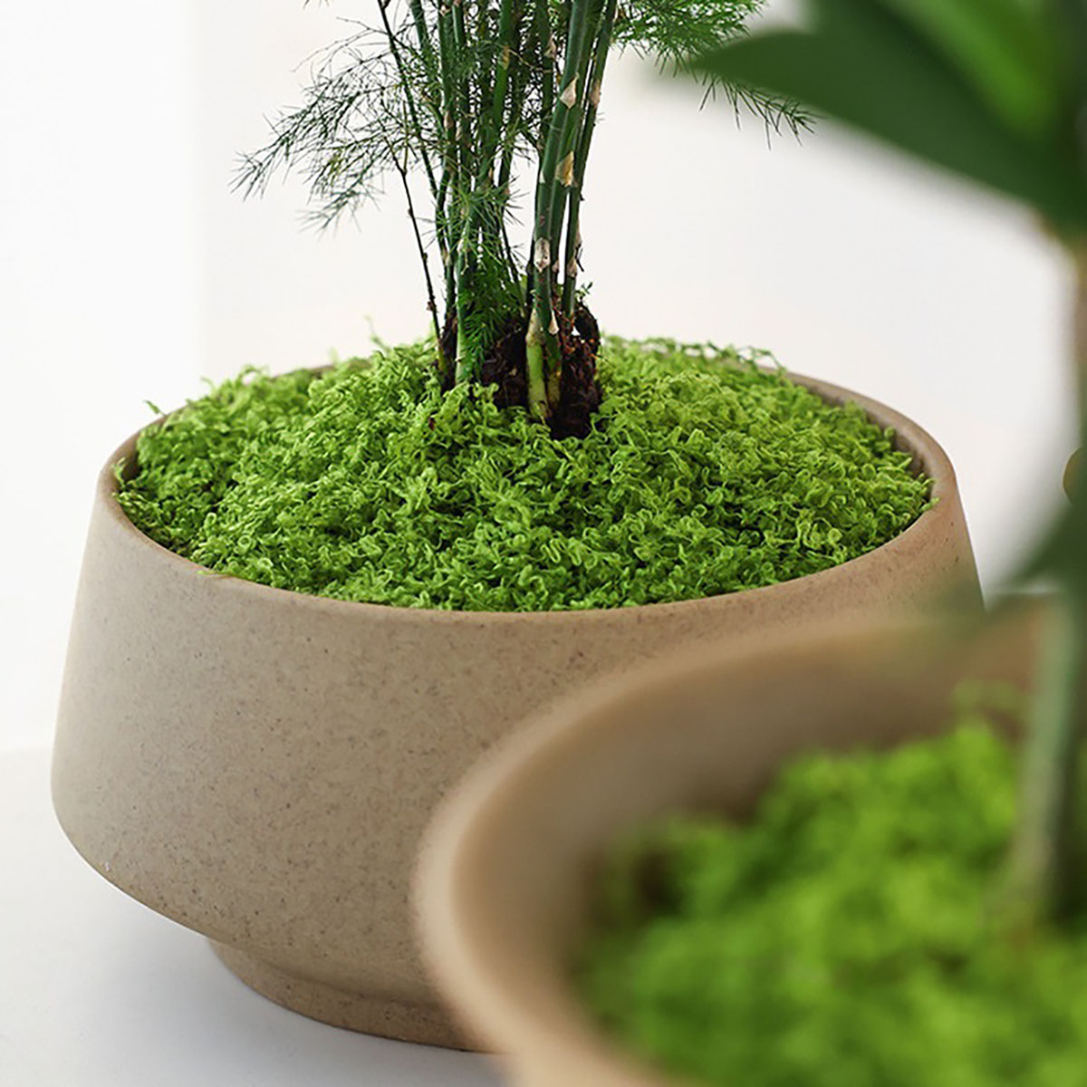 약 20g 인공 녹색 식물 폴리에스테르 이끼 잔디 홈  - Bonsai Garden Decor 리뷰 및 가격